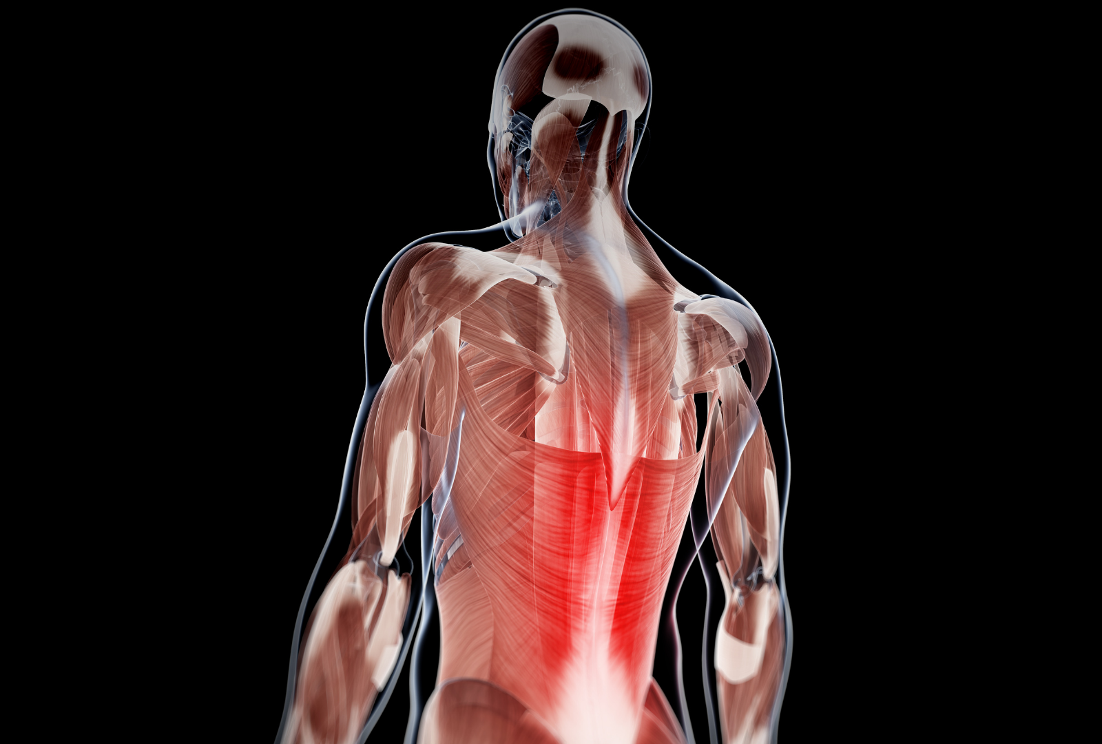 Muscle Imbalances and Chronic Back Pain