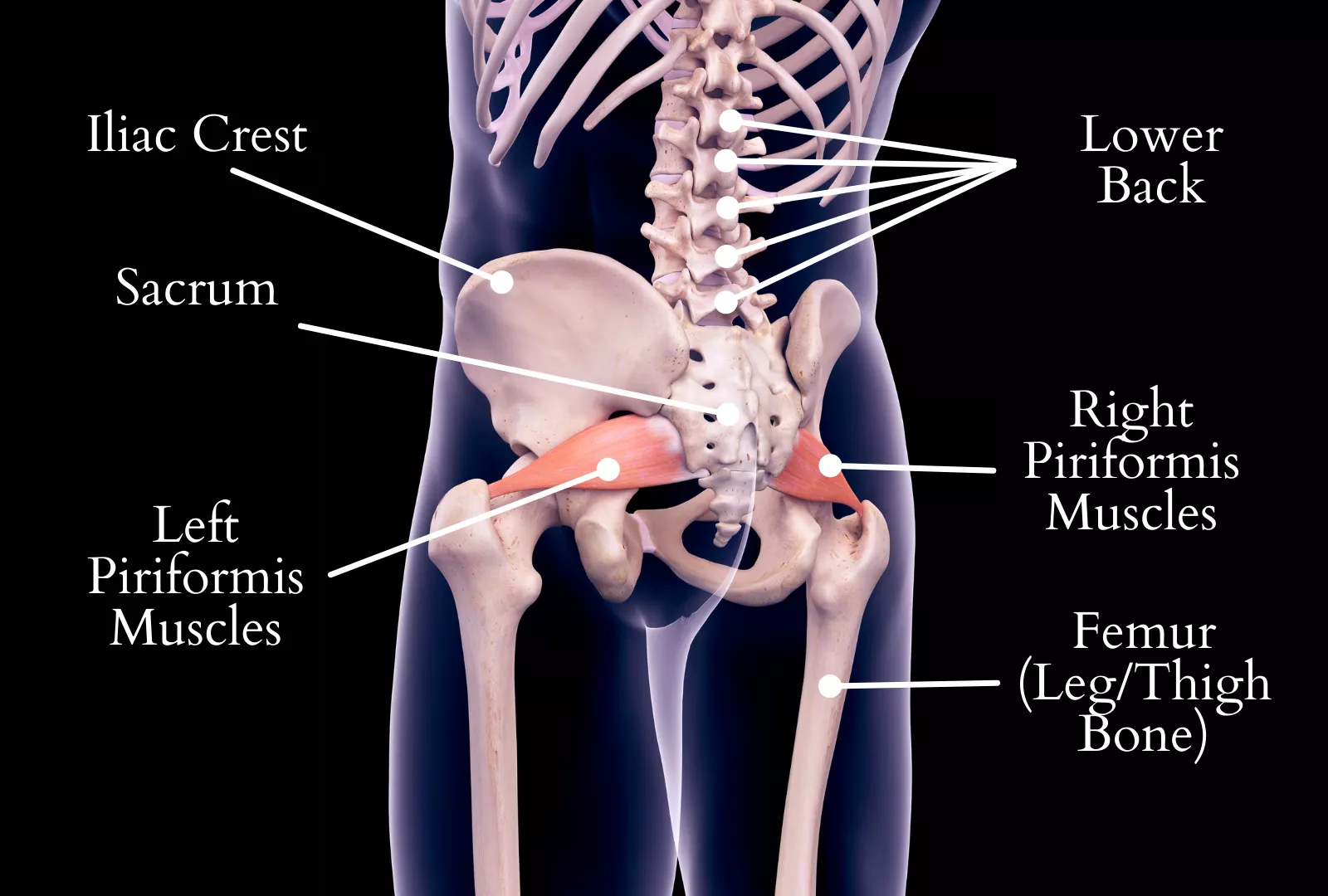How To Treat Piriformis Syndrome at Home? Spinal Backrack