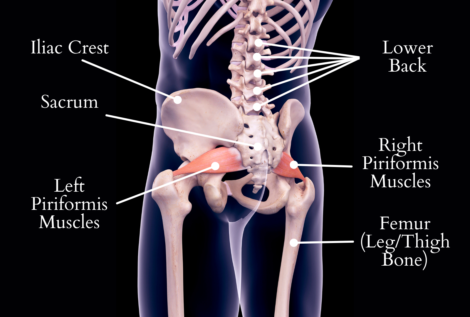 Piriformis Syndrome Pain Piriformis Syndrome Pain