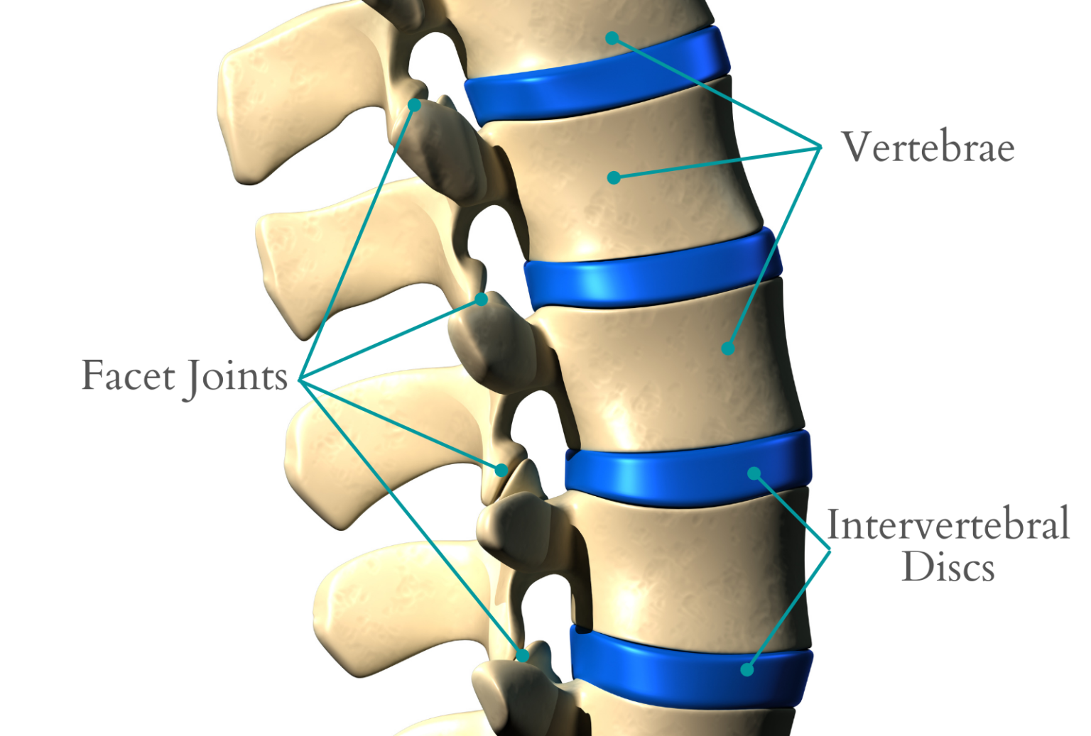 Why does facet joint degeneration occur? Spinal Backrack
