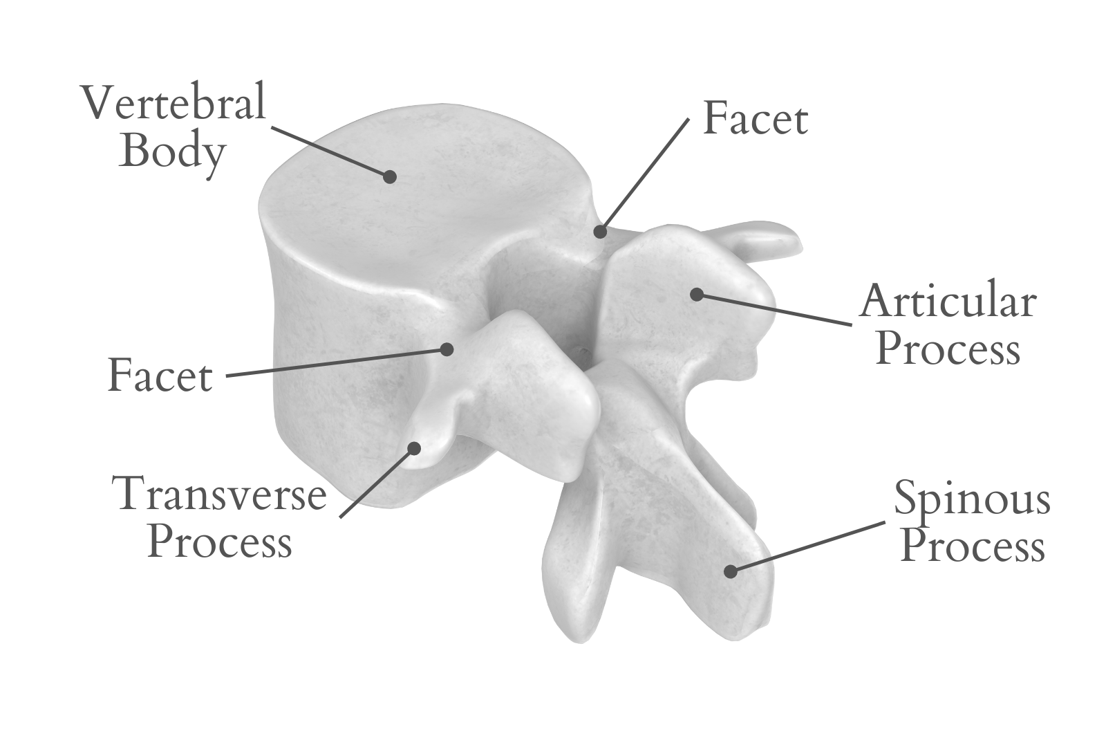Facets Meaning - Spinal Anatomy - Spine Cross-section